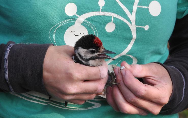 VIDEO: Chystá se každoroční sčítání ptáků na krmítkách. Zapojte se do Ptačí hodinky i vy