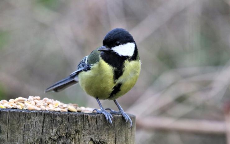 Známe první výsledky zimního pozorování ptáků. Tyto dva druhy se vyskytují v našich zahradách nejčastěji