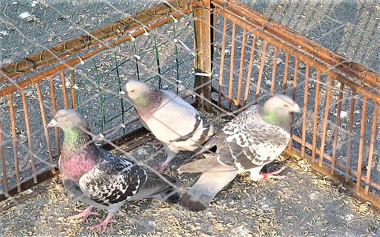 V Jirkově začal odchyt přemnožených holubů. Víte, kde lapení ptáci končí?