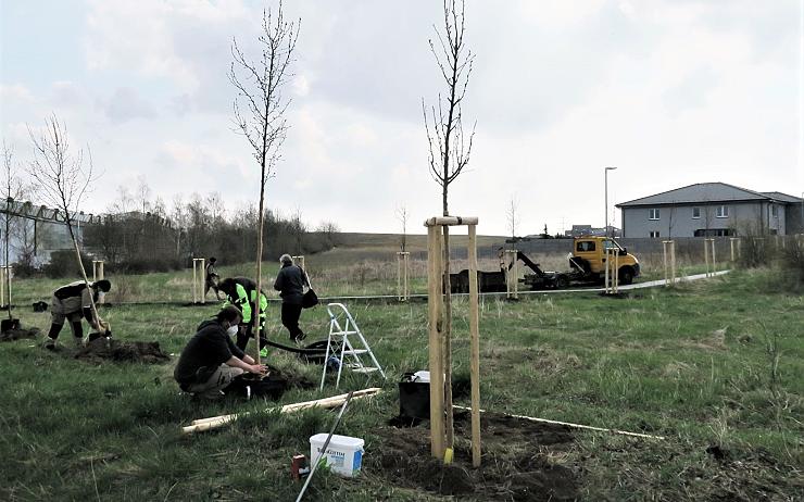 V kadaňské lokalitě Vinohrady zakořeňují nové okrasné hrušně