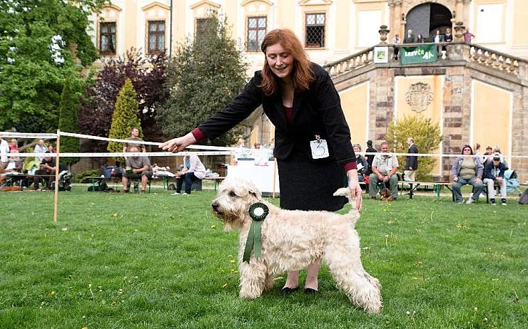 Přijďte se podívat: Na zámku Červený Hrádek se bude konat výstava psů loveckých plemen