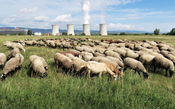 ČEZ díky živým sekačkám i letos napomáhá k zachování kriticky ohroženého druhu motýla okáče metlicového