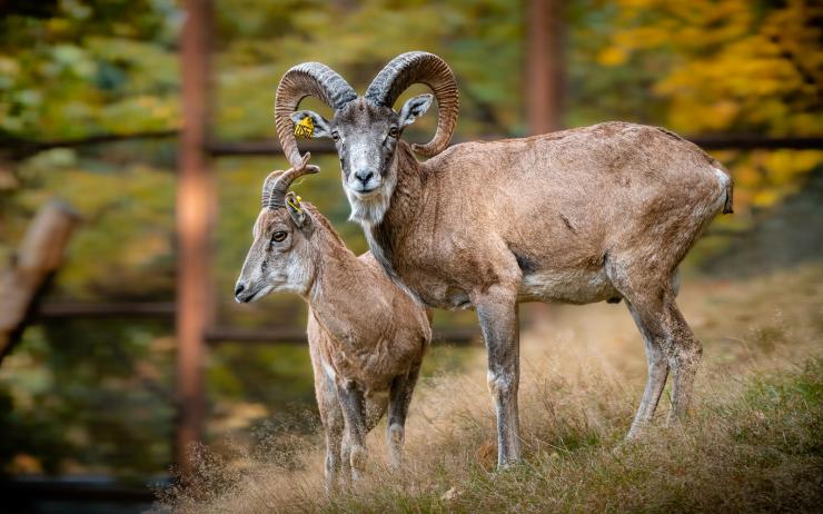 Nenápadní, ale vzácní: Stádo urialů kaspických v zooparku posílil mladý samec