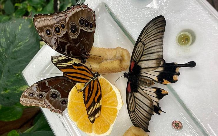 TIP NA VÝLET: Motýlí dům Papilonia, to je tropická zahrada s živými motýly z celého světa