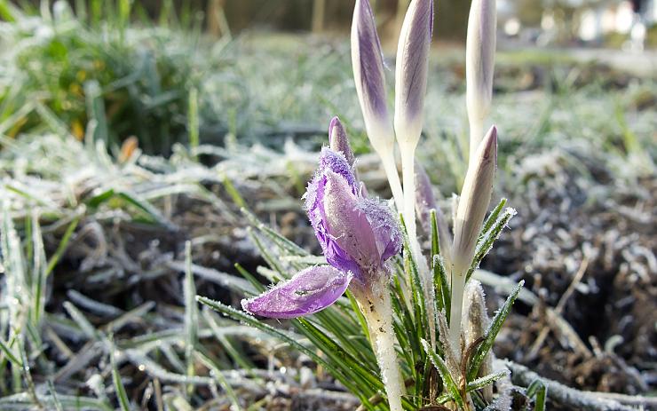 Meteorologové varují: Hrozí ledovka na silnicích a mráz, který může poškodit vegetaci