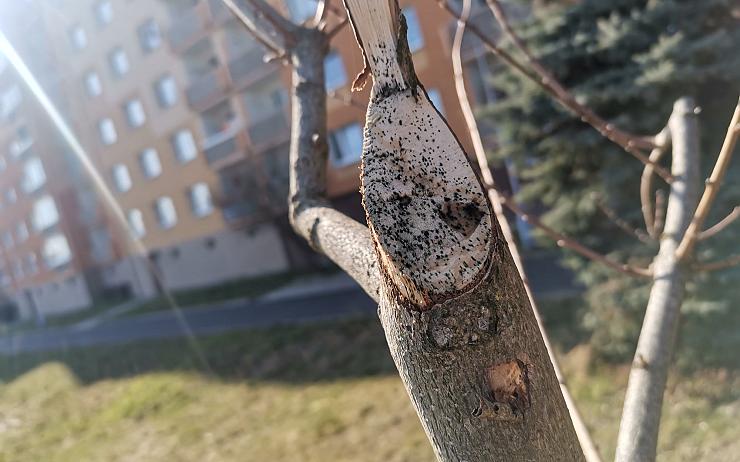 FOTO: Kdo to mohl udělat? Mladé stromky v Jirkově jsou nenávratně poškozené