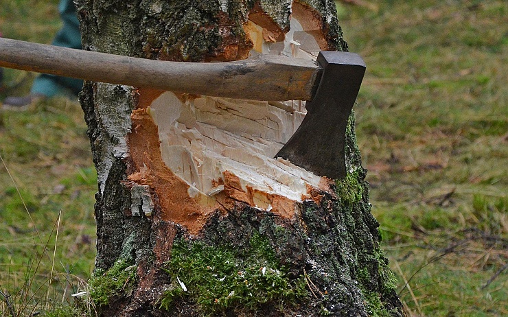 Kdosi pokácel deset vzrostlých stromů podél silnice u Málkova, škoda je 600 tisíc!