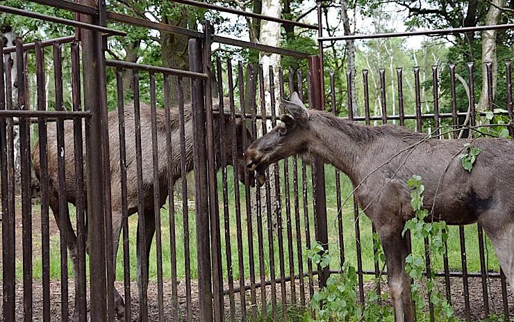 Zoopark má znovu losí pár. Z Německa přivezl mladíka Joniho