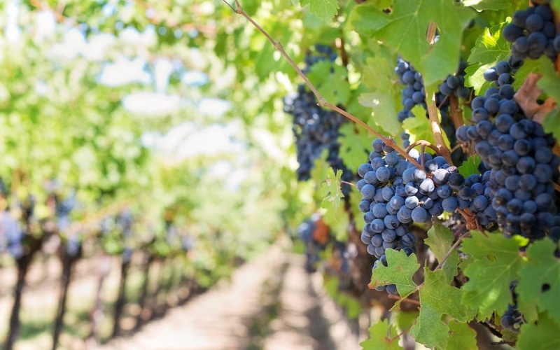 CHYSTÁ SE: Svatováclavské vinobraní v Kadani