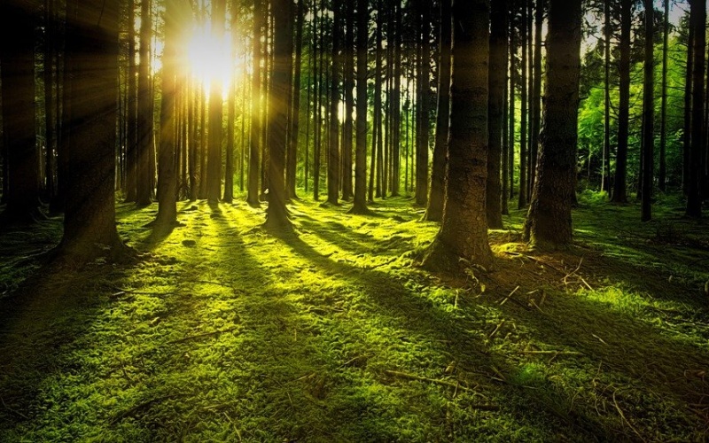 CHYSTÁ SE: Den za obnovu lesa 2022 ve Vejprtech. Přijďte si zasadit stromek a vyzkoušet si lesní práce