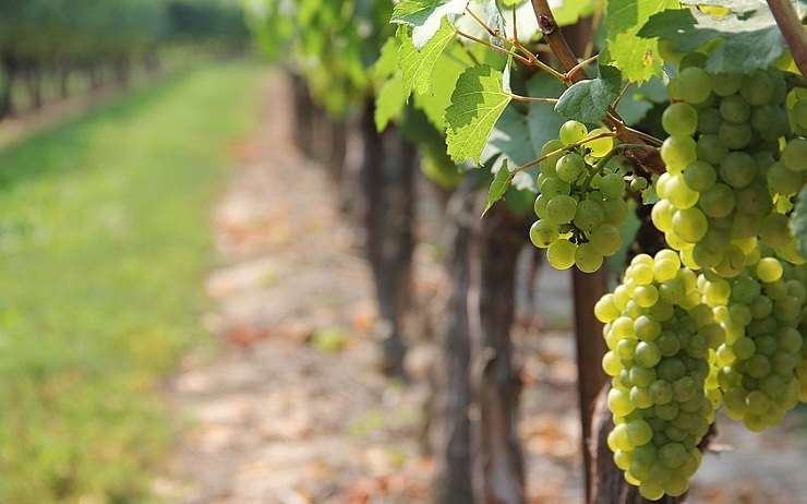 Zahájení turistické sezóny probouzením vinic ve Stranné