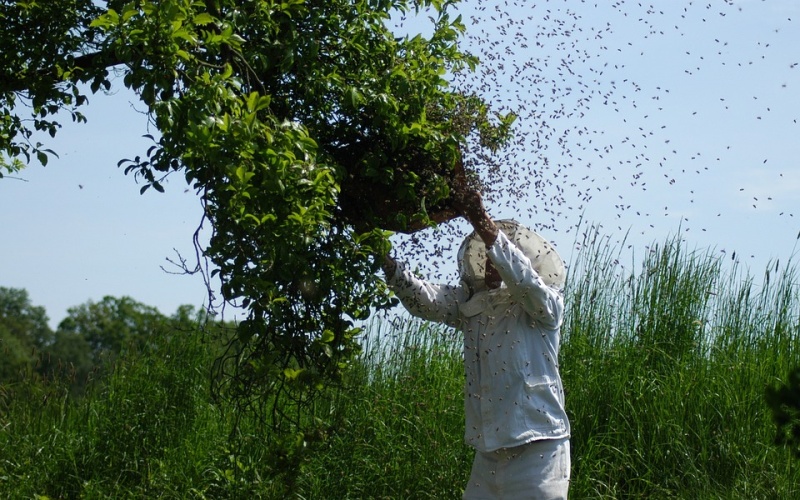 Víte, co dělat, pokud se u vás usadí roj včel?