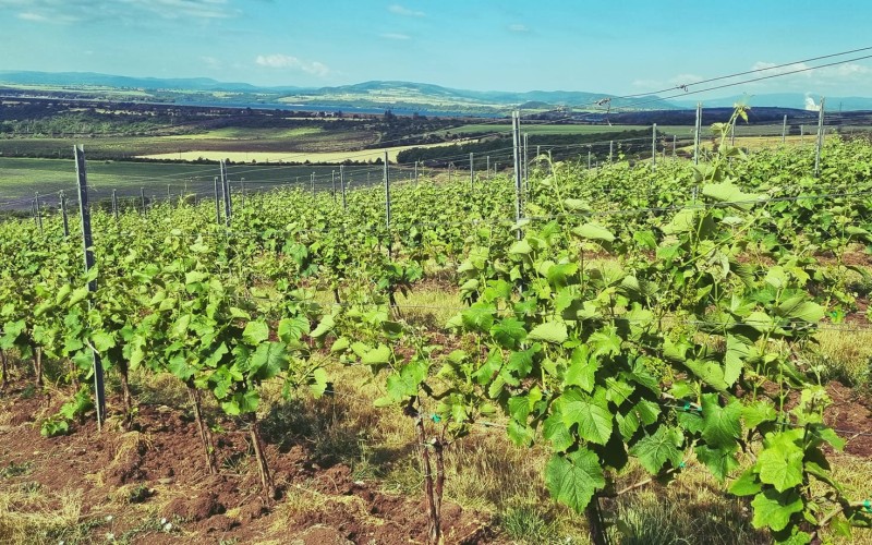 Březenští hledají název pro své letošní víno a zvou na vinné trhy