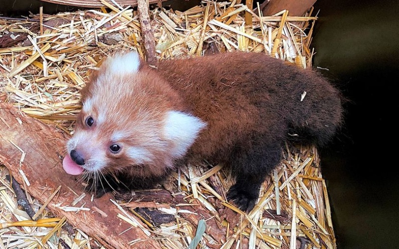 Zoopark se může pochlubit novým přírůstkem! Mládě pandy červené se má čile k světu
