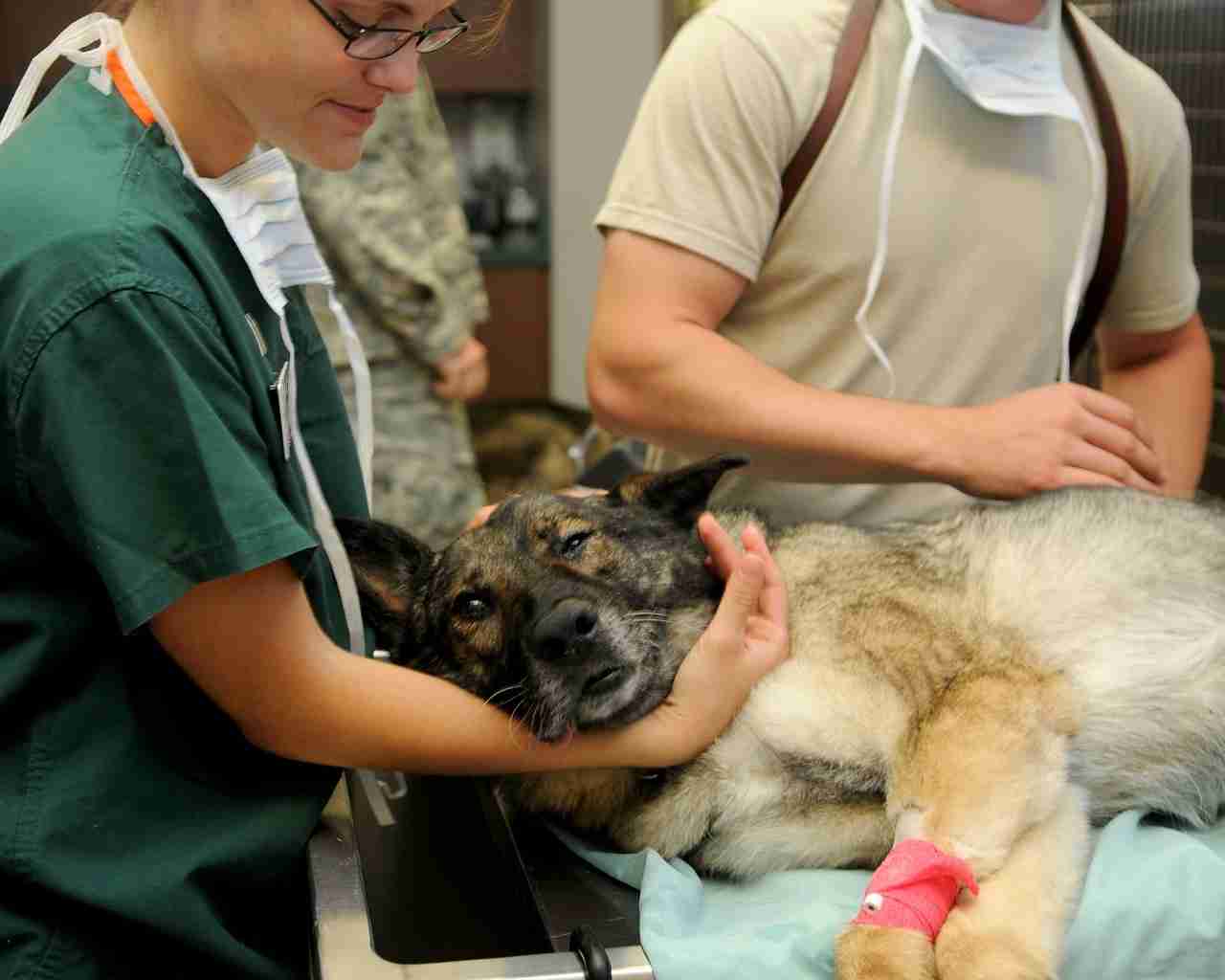 Zástupci kraje pokračují v jednání o zajištění nonstop veterinární ambulance v Karlovarském kraji