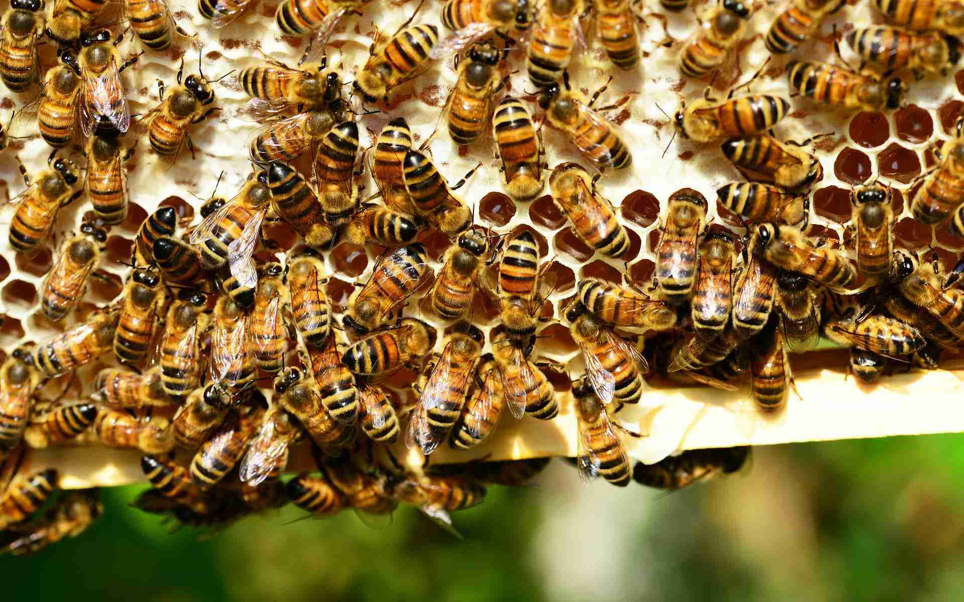 Chodov opět podpoří místní včelaře. Jejich med si odvážejí hosté jako dárek