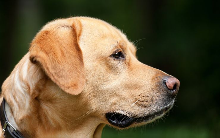 Rodině se zaběhl pejsek, našel se po šesti letech! Zvíře však skončilo v útulku