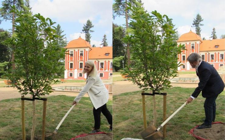 V zámeckém parku v Ostrově vysadili památeční strom Olgy Havlové