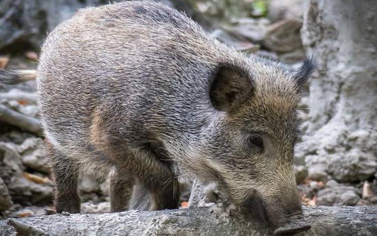 Myslivci získají dotace na odstřel přemnožených divokých prasat