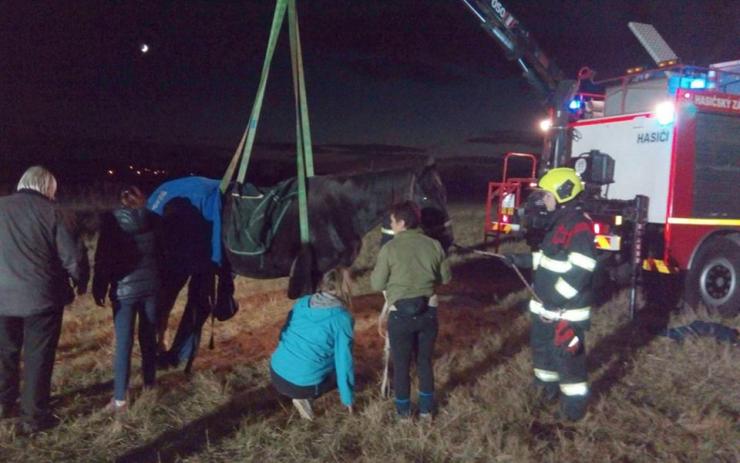 Hasiči pomáhali zachránit vysíleného koně, který se bořil v bahně v korytě potoka