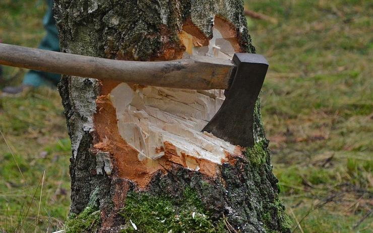 Muž si měl přivydělávat peníze kácením stromů, městu způsobil několikatisícovou škodu