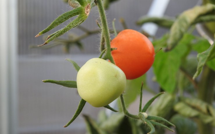 RADY A TIPY: Skliďte poslední plody na zahradě