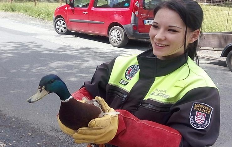 Tady pomohli strážníci: Dívce spadl mobil do koryta řeky, zraněná kachna uvízla na nádraží