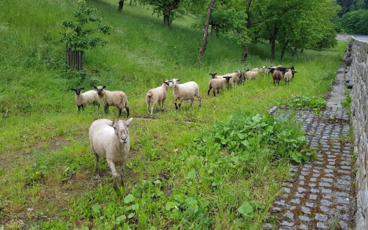 ZAJÍMAVOST: Třešňovku u Pražské silnice spásají ovce