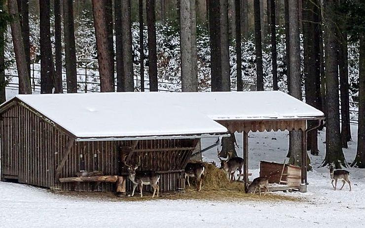 Lázeňské lesy: Nekrmte zvěř v oborách na Linhartu!