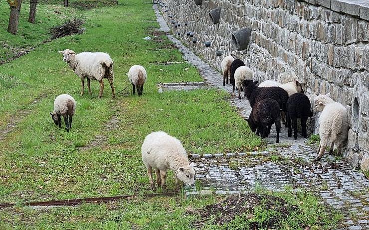 Do třešňového sadu u Pražské silnice se vrátily ovce, nahradí sekačky a hrábě