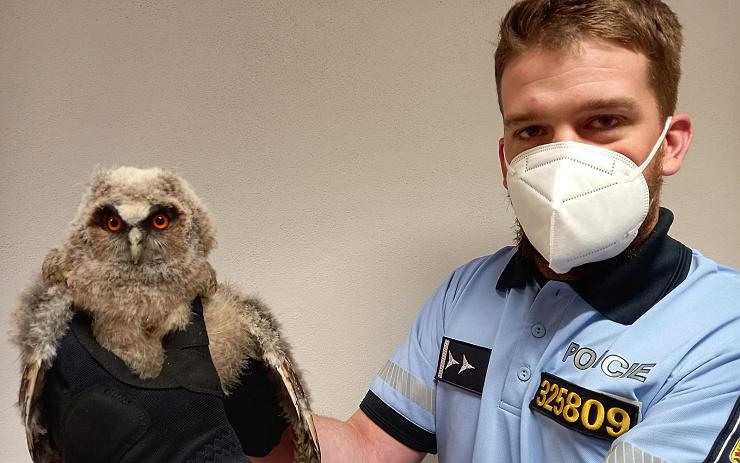 Pomáhají nejen lidem! Policisté zachránili mládě kalouse ušatého. Co s ním teď bude? 