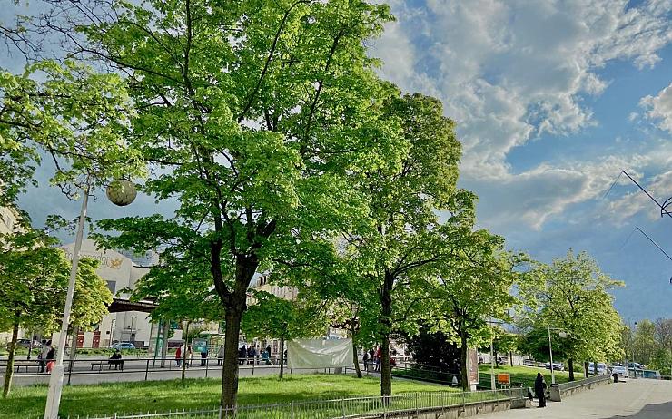 Úprava stanice MHD Tržnice si vyžádá pokácení 17 stromů