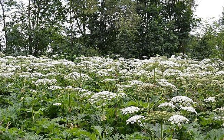 Muž s mačetou bojuje u řeky s bolševníkem, volal kdosi strážníkům. Vše bylo nakonec trochu jinak