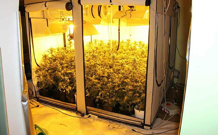 Kriminálka objevila v rodinném domě indoor pěstírnu konopí. Majiteli hrozí deset let