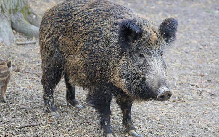 V Česku byl zjištěn výskyt nebezpečného parazita u divočáka dovezeného z Polska