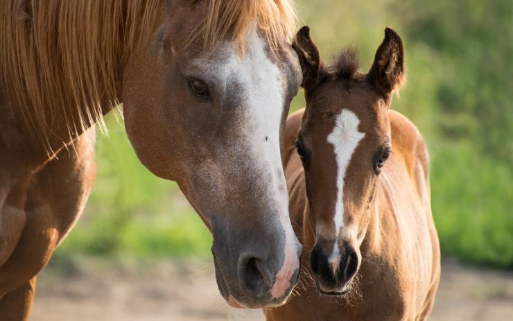 Farma Kozodoj už plánuje letní dětské tábory s koňmi a dalšími zvířaty