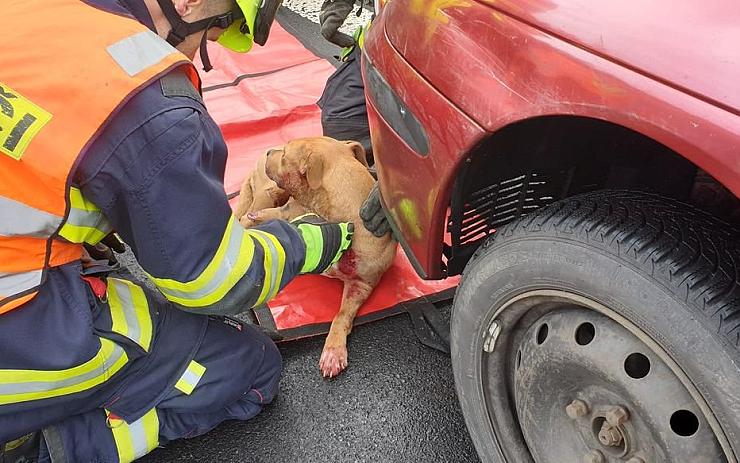 OBRAZEM: Auto na Karlovarsku srazilo psa, zraněné zvíře zůstalo pod vozem zaklíněné