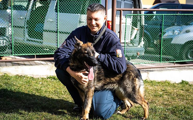 Historicky první policejní fenka Bree z Litoměřicka bude sloužit u Vězeňské služby ČR