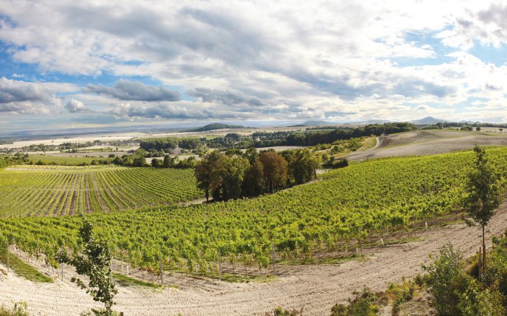 Zámecké vinařství Třebívlice má na svých viničních tratích vysázeno celkem 13 odrůd vína.