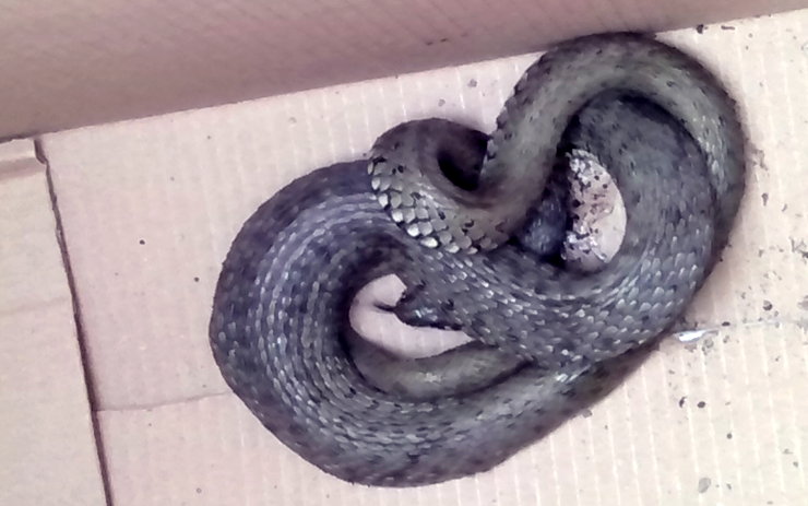 Muž našel ve skleníku na zahradě v Litoměřicích hada, odchytili jej strážníci