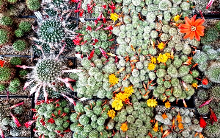 OBRAZEM: Výstava kaktusů v historickém skleníku zámku Libochovice