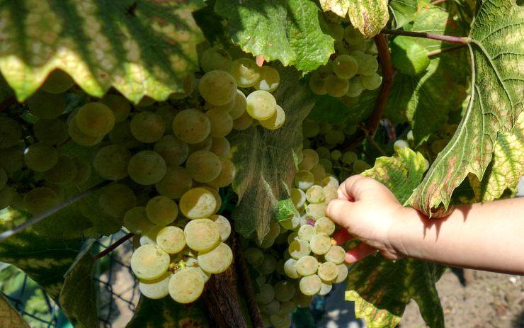 O víkendu se v Litoměřicích koná tradiční vinobraní, nenechte si ujít bohatý program