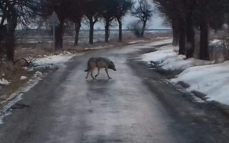 Unikátní foto z hranic našeho kraje: Po silnici se procházel vlk