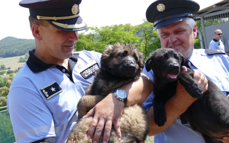 OBRAZEM: Tady se rodí policejní psi! Navštívili jsme znovuotevřenou chovnou stanici, je jediná v Česku
