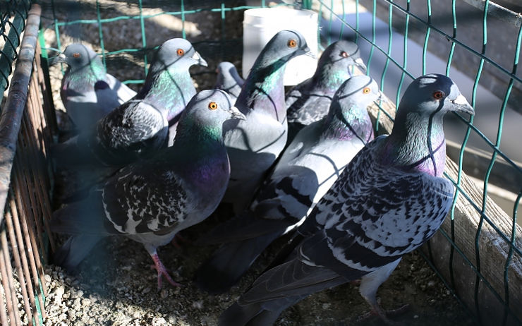 V centru Roudnice probíhá na základě stížností obyvatel odchyt holubů