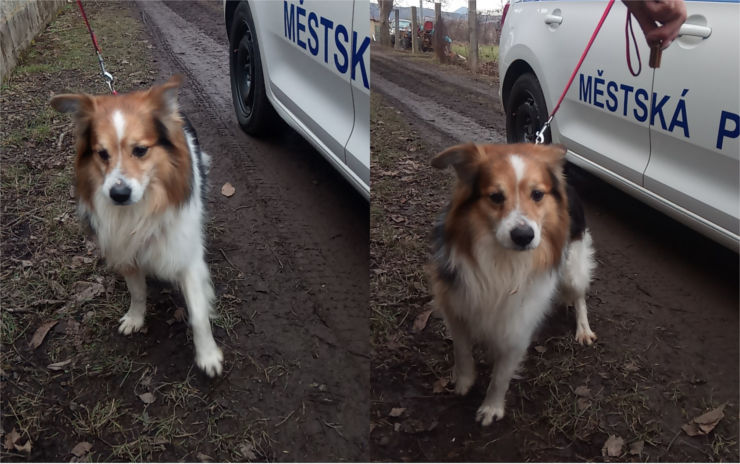 Strážníci odchytili psa rasy Sheltie. Týden pobíhal venku a  schovával se ve křoví