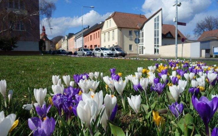 Kam na podzim zasadit cibuloviny? Posílejte své tipy