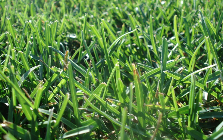 V Litoměřicích se bude sekat tráva „na vysoko“. Město tak reaguje na nedostatek srážek