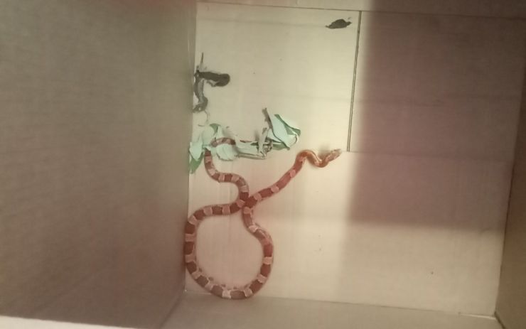 V rodinném domě se plazil exotický had. Odchytit ho přijeli strážníci