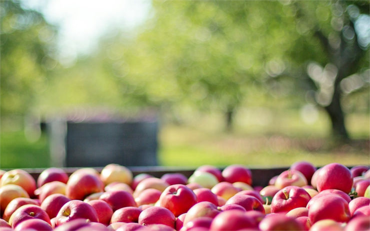 Jablka ho svedla na scestí: Z jabloňového sadu ukradl více než šedesát kilo!